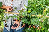 Woman picking thornless blackberries (Rubus fruticosus Black Satin), in summer.