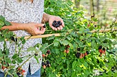 Woman picking thornless blackberries (Rubus fruticosus Black Satin), in summer.