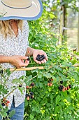 Woman picking thornless blackberries (Rubus fruticosus Black Satin), in summer.