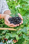 Woman picking thornless blackberries (Rubus fruticosus Black Satin), in summer.