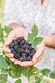 Woman picking thornless blackberries (Rubus fruticosus Black Satin), in summer.