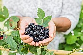 Woman picking thornless blackberries (Rubus fruticosus Black Satin), in summer.