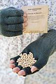 Hand holding mangetout pea seeds (Caroubel), in winter.