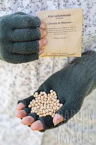 Hand_holding_mangetout_pea_seeds_Caroubel_in_winter