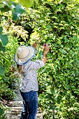 Woman pruning an ornamental vine (Ampelopsis brevipedunculata), in summer.