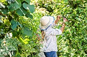 Woman pruning an ornamental vine (Ampelopsis brevipedunculata), in summer.