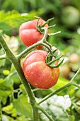 Portrait of the Mission Dike tomato