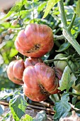 Portrait of the Purple Calabash tomato, a drought-resistant variety.