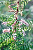 Flowering of Mimosa dysocarpa, a drought-resistant Texas plant grown in the Tarn-et-Garonne region. France