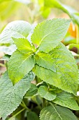 Foliage of Tulsi Vana, a basil native to India (Ocimum gratissimum).