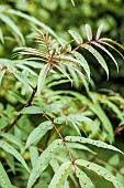 Shoot of Zanthoxylum laetum, the Viet Nam pepper, with leaflets armed with prickles. grown in the Cotentin region (Manche, France).