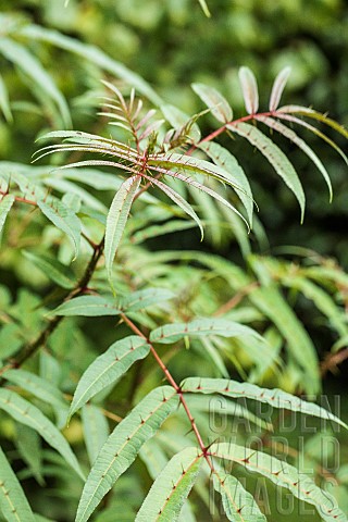 Shoot_of_Zanthoxylum_laetum_the_Viet_Nam_pepper_with_leaflets_armed_with_prickles_grown_in_the_Coten