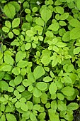 Foliage of Causonis japonica (=Cayratia japonica), grown in Tarn et Garonne, France. Invasive plant in some parts of the world.