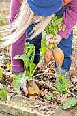 Woman harvesting Burpee Golden beet in winter