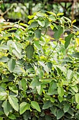 Portrait of the Ruth Bancroft fig tree, a hybrid between Ficus pumila and Ficus carica.