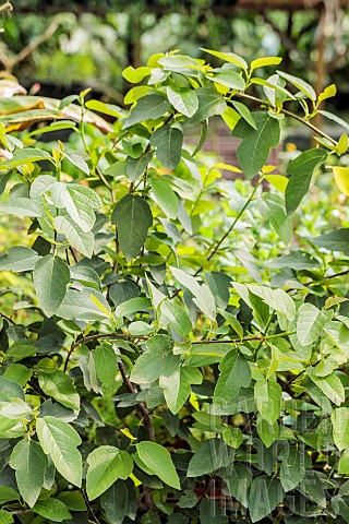 Portrait_of_the_Ruth_Bancroft_fig_tree_a_hybrid_between_Ficus_pumila_and_Ficus_carica