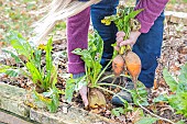 Woman harvesting Burpee Golden beet in winter