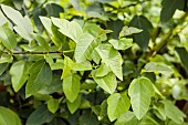 Portrait of the Ruth Bancroft fig tree, a hybrid between Ficus pumila and Ficus carica.