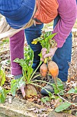 Woman harvesting Burpee Golden beet in winter