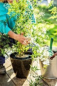 Woman tending a potted jasmine (Jasminum polyanthum)