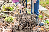 Woman pulling up a dahlia in autumn for storage under cover.