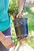 White jasmine (Jasminum polyanthum), Cut roots protruding from pot drainage holes before repotting.