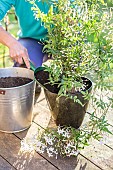 Potting a jasmine (Jasminum polyanthum) on a sunny terrace.