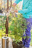 Staking a flowering jasmine (Jasminum polyanthum).