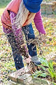 Woman pulling up the remains of annual flowers in a small vegetable garden in autumn.