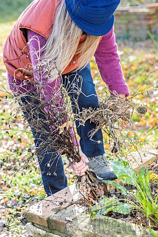 Woman_pulling_up_the_remains_of_annual_flowers_in_a_small_vegetable_garden_in_autumn