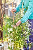 Staking a flowering jasmine (Jasminum polyanthum).