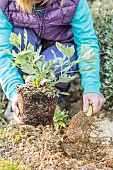 Woman planting a California poppy or tree poppy, Romneya coulteri