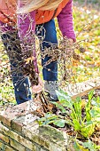 Woman pulling up the remains of annual flowers in a small vegetable garden in autumn.