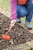 Woman shaping a mound in a small vegetable garden in clay soil before sowing.