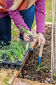 Woman transplanting Tokyo Long White spring onions in a small vegetable garden.