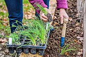 Woman transplanting Tokyo Long White spring onions in a small vegetable garden.