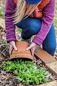 Woman placing a pot on a chicory plant to etiolate and blanch it.