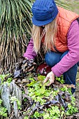 Woman removing fallen leaves from a ground-covering perennial in autumn.