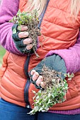 Division of an oregano clump in winter.