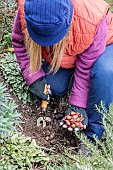 Planting botanical tulips in a bed in autumn.