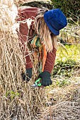 Woman cleaning a Miscanthus grass in late winter