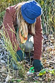 Woman thinning out a suckering rose (gallic rose) at the end of winter.