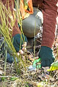 Woman thinning out a suckering rose (gallic rose) at the end of winter.