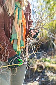 Woman cleaning a twisted willow: cutting twigs that have withered due to willow black canker (Glomerella myabeana).