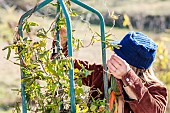 Woman trellising a honeysuckle in late winter on an iron structure.