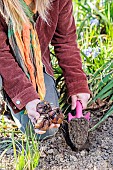 Woman planting royal lilies (Lilium regale) in winter.