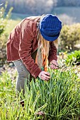 Woman cleaning faded Paperwhite daffodils in winter.