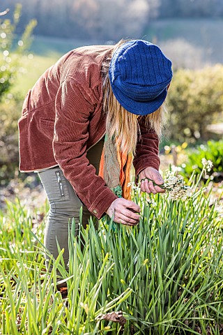 Woman_cleaning_faded_Paperwhite_daffodils_in_winter