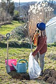 Woman planting a bare-root fruit tree (pear tree) in winter. Examination of the subject.