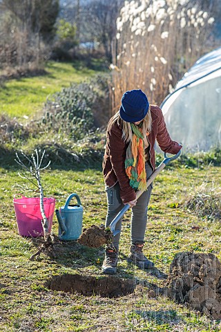Woman_planting_a_bareroot_fruit_tree_pear_tree_in_winter_Preparing_the_planting_hole